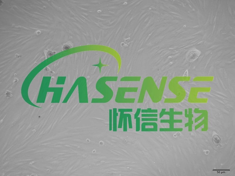 小鼠肺成纖維細(xì)胞
